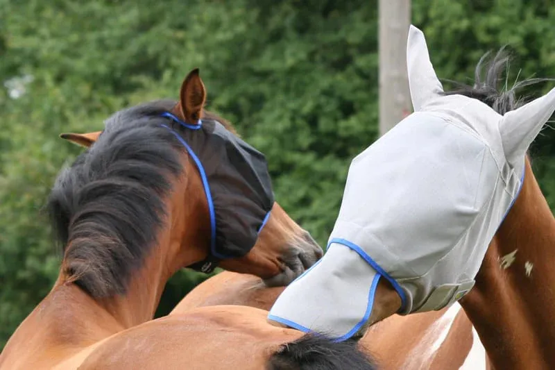 Equilibrium Fly Mask Max Black