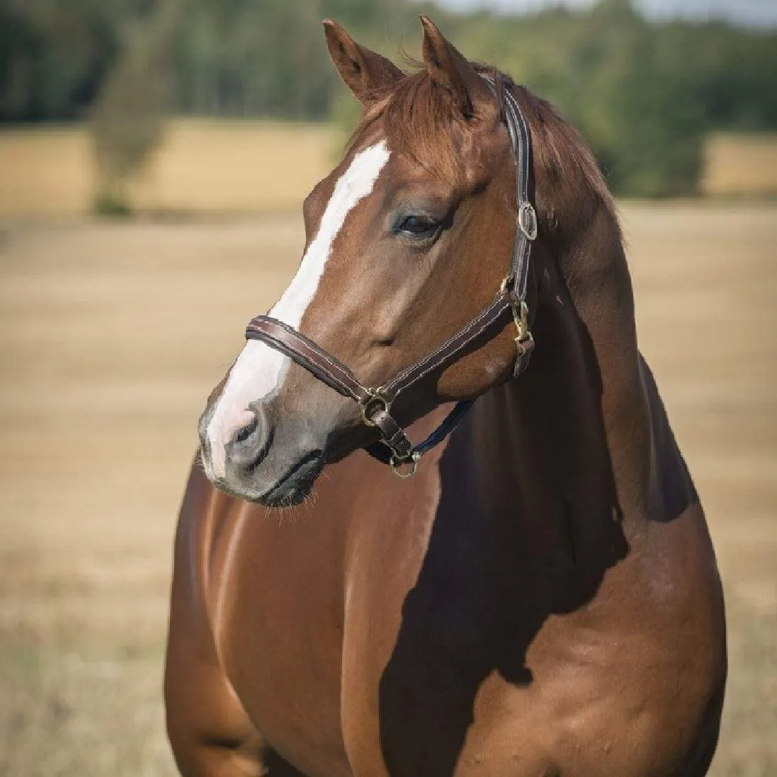 Horze Leather Largo Halter (22136)