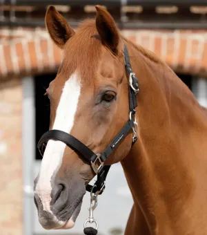 PEI Nylon Adjustable Headcollar with Soft Padding