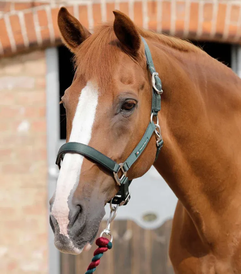 PEI Nylon Adjustable Headcollar with Soft Padding
