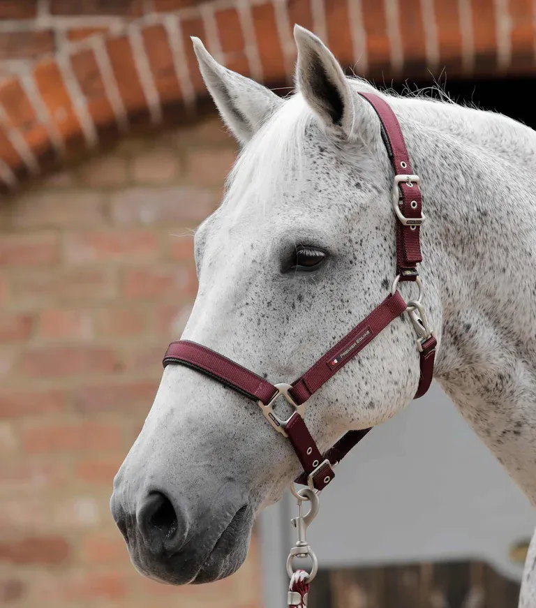 PEI Nylon Adjustable Headcollar with Soft Padding