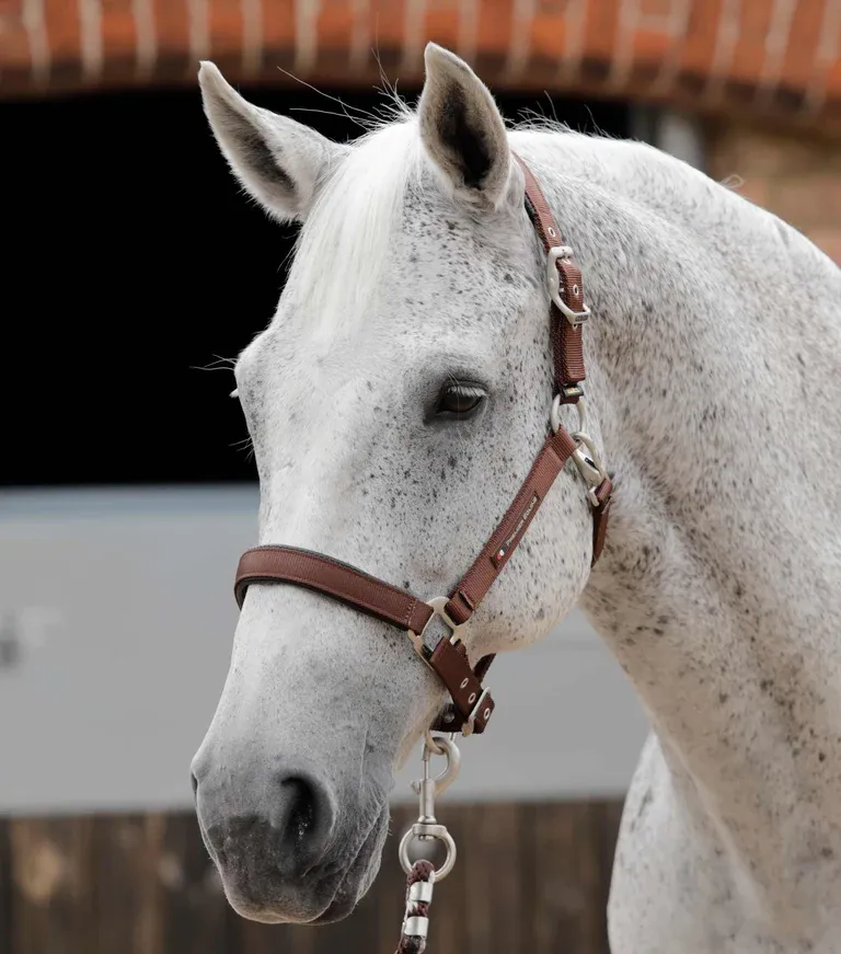 PEI Nylon Adjustable Headcollar with Soft Padding