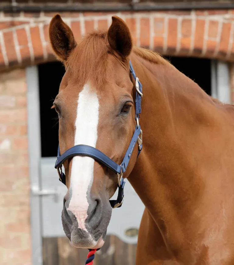 PEI Nylon Adjustable Headcollar with Soft Padding