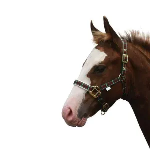 Showcraft Foal Tartan & Padded Halter