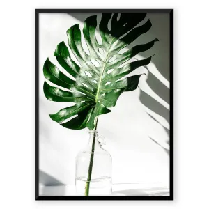 Tropical Leaf